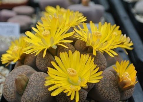 家里养这些花朵,花开爆满盆,好养好看,超级美,花香惹人爱