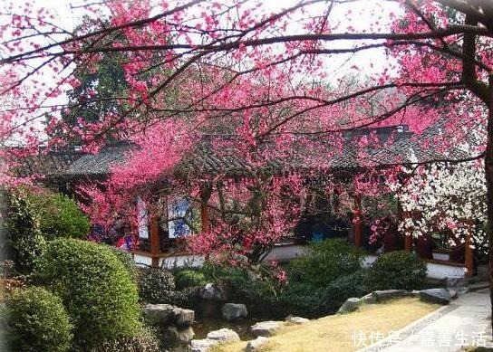 小小院子种棵“它”,一到冬天就开花,成小区里一道亮丽的风景!