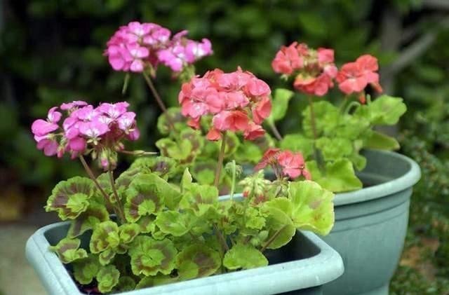 简单|新手养花不能急,先学会施肥养花简单,这4点最重要