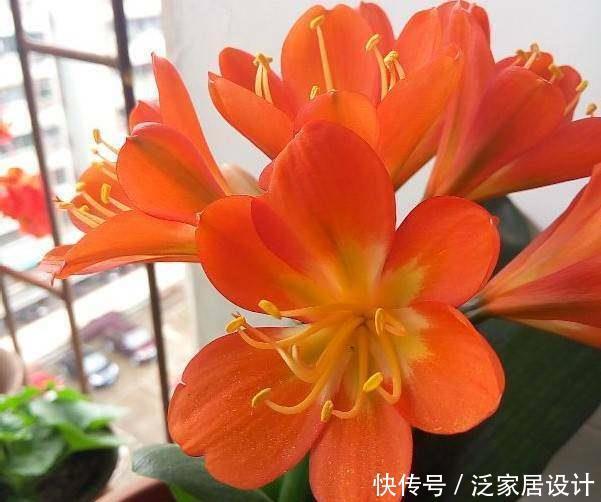 叶片怕水的6种花，浇水最好直接“灌”，不然黄叶、烂心又黑腐