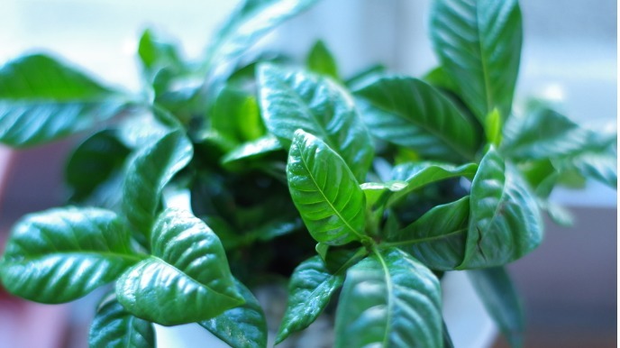 养一棵栀子花芳香满屋，花量大，花期长，叶片四季常绿！