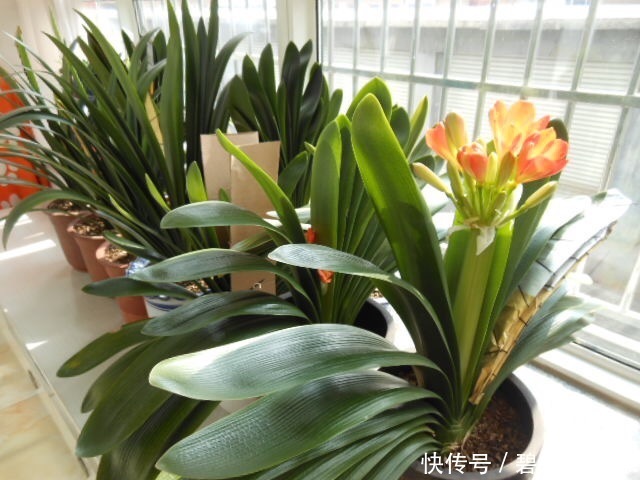 养花土“别买”，出门挖“2桶”，花卉不烂根、不黄叶，根粗叶绿