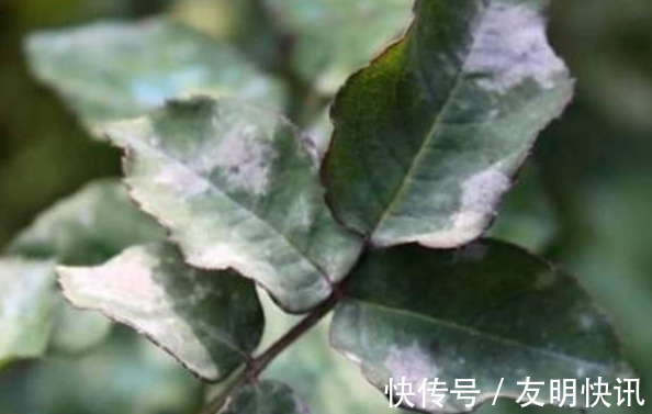 养花技巧醋、橘子皮、小苏打用来养花,好处多!