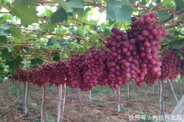 有钱人家院子里要栽此果树,美味可口又聚财,有土有水就不死