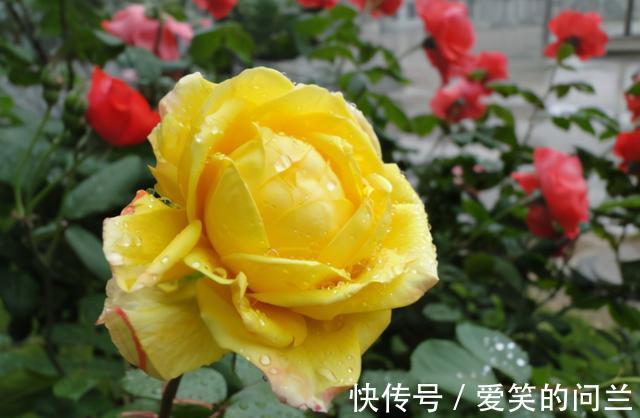 浇水|夏季月季开花“又小又丑”?别害怕,因为它在夏季需要这样做