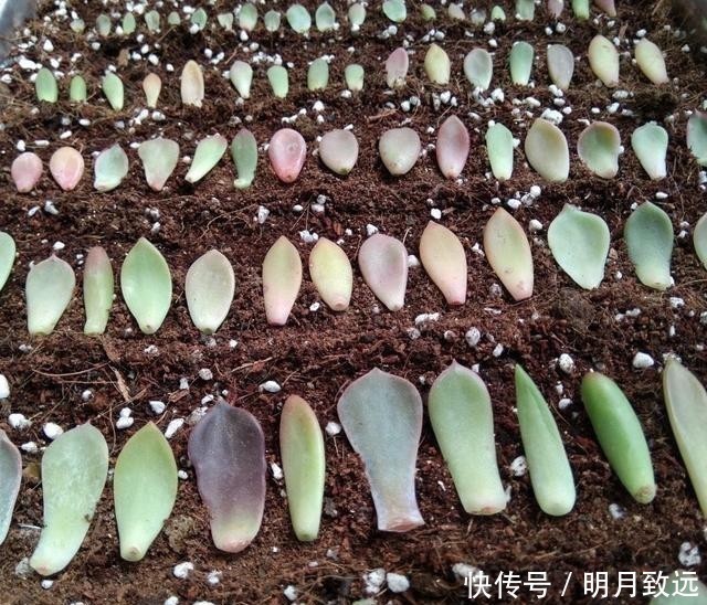 只要一片叶子就能插活的花,有3种,繁殖了一盆又一盆