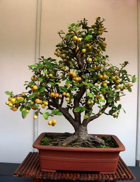 收藏|惊艳的6大盆景造型,中国植物艺术的巅峰,收藏起来