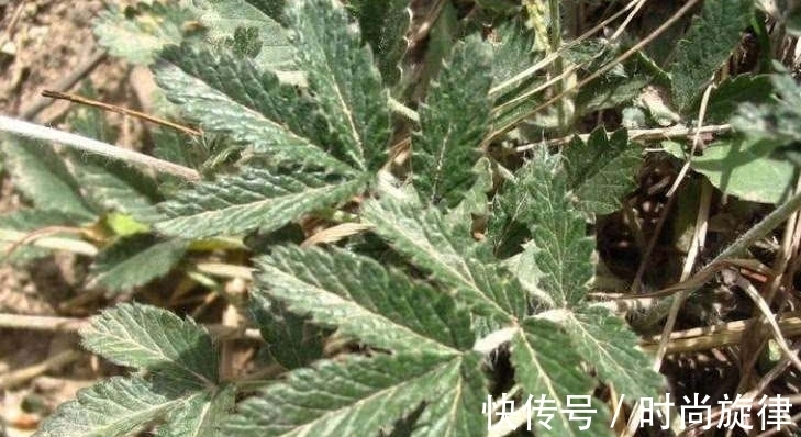 鸡腿根|农村才有的一种野草,它根常被挖来当“零食”吃,全株珍贵得重视