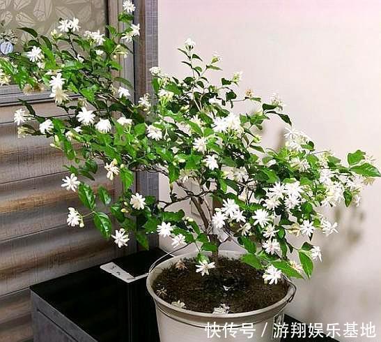 枝条|想让茉莉开花多,“3步”不能少,四季开花不间断,香味十足