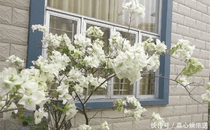 花期|两种花能开180天,8月养2盆天天有花看,真漂亮