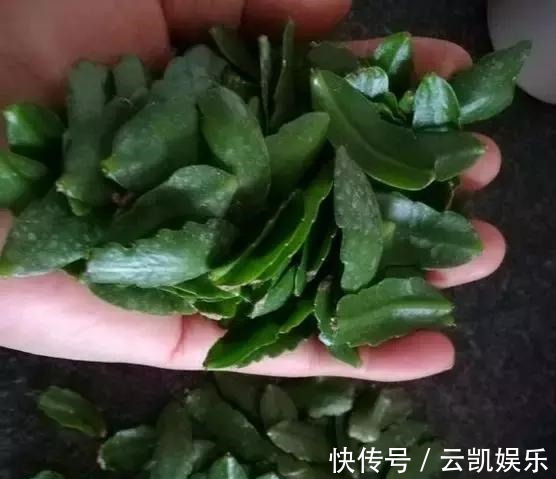 营养土|3种花现在扦插超容易,1周就能生根发芽!1个月后变养花大户!