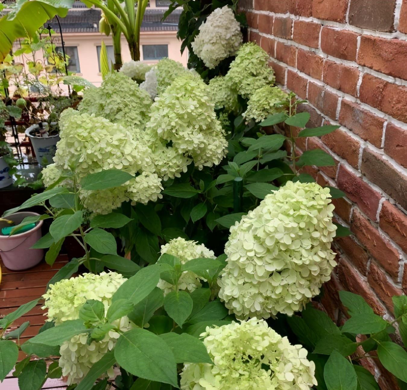 施肥|炎炎夏日,养花就养它,天天开花颜色很绝,美美哒