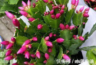 家家都有的垃圾,抓一把掺盆里,养花十年不烂根,开花爆盆挡不住