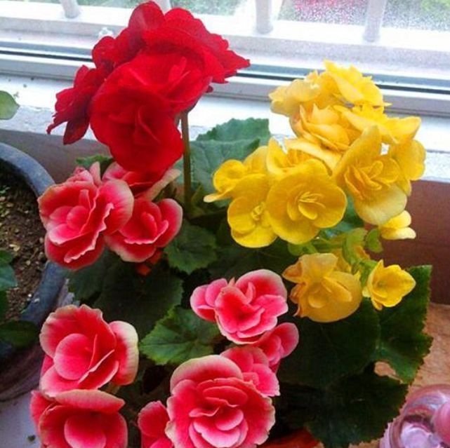 5种花适合夏天养，开花爆盆花期长，开花红红火火，大吉大利