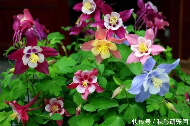 花卉|几款艳丽的花卉,漂亮又好闻,花开芳香四溢,养在家中香飘满屋