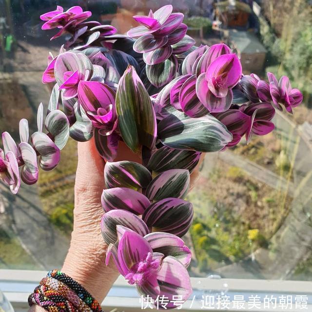 3种“网红花”,一点不娇气,沾土就泛滥,气质还高大上