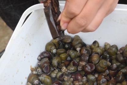 配料|爱吃螺的一定要收藏,教你这样炒螺,螺肉易嗦,味道超赞