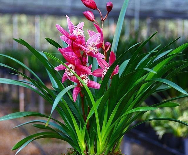 新手养兰花,注意“三细节”,花姿优雅,一年能花开四五次