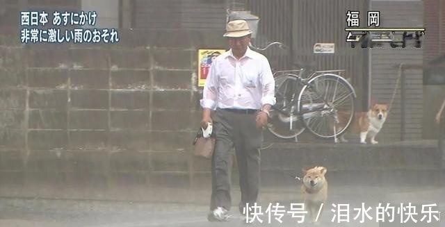 |今日笑话：下雨天出门的狗狗