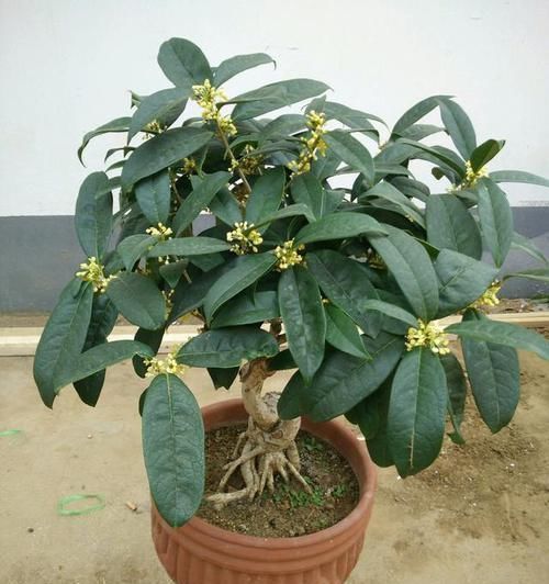 养花得做减法，入冬后此5种花剪1刀，明年长得旺、开花多