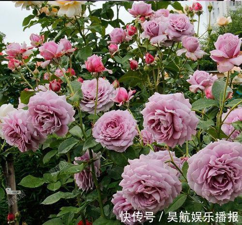 想要月季花开出“繁花”景象，这几件事要做好，5分钟学会！