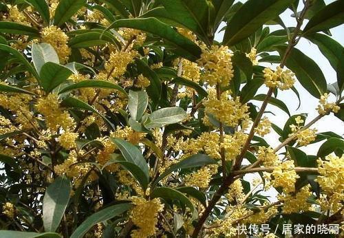 成活率|2种漂亮花，别再花钱买，去邻居家剪个枝，插土里易成活！