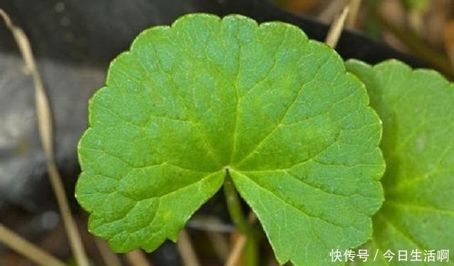 宝藏|此草名字奇异,药农称其为“崩大碗”,农民当它是野草,错过宝藏!