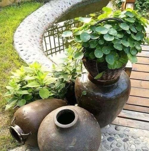 这几样东西当花盆,能给植物颜值“加分”,你信吗?