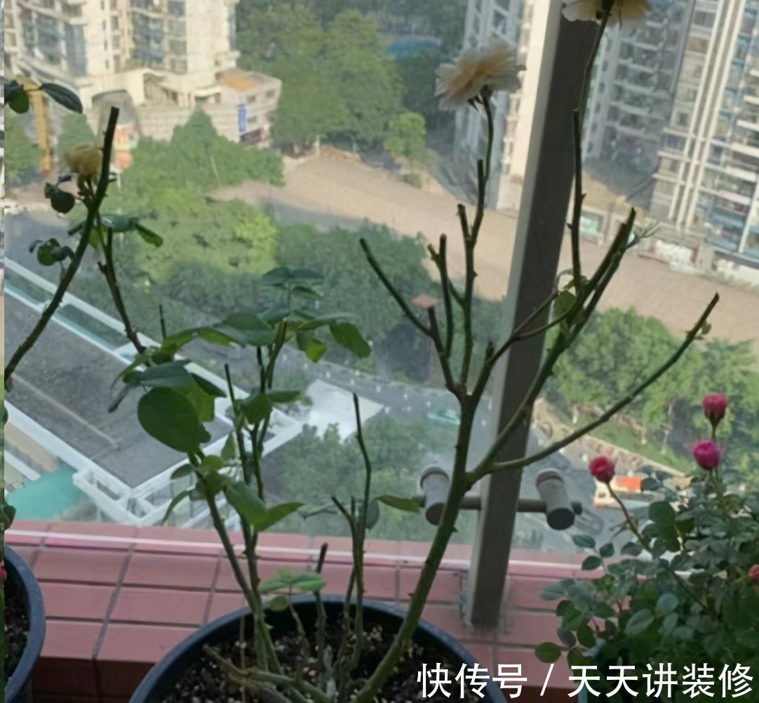 叶子|消灭月季“光杆”正当时,用对方法,15天新叶满满