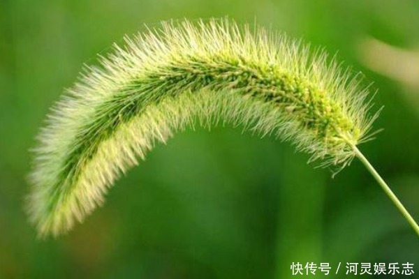 默默无闻的狗尾巴草,泡水喝竟有4个好处,男人女人都需要!