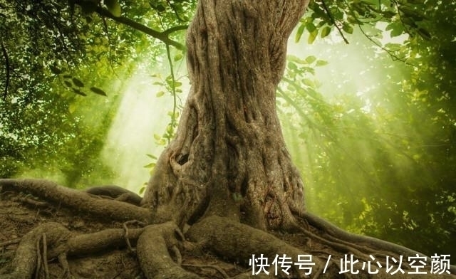 朴素#庄子:真正修道有成的人,其内心有三种境界,汇聚天下之美