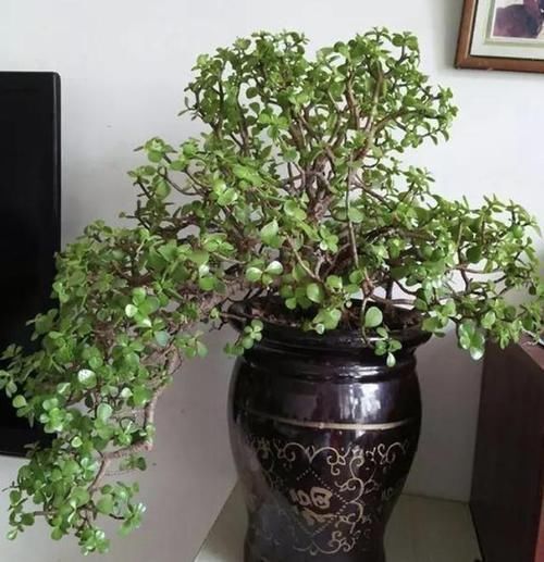 值钱又“镇宅”的2种树,适合养阳台上,摆放3年,比雀梅有价值