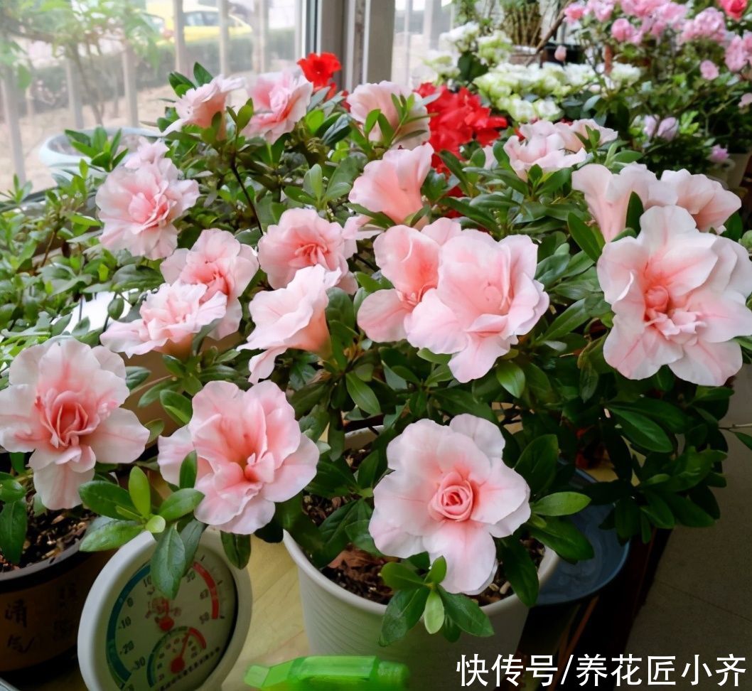 阳台养花，“3种土”不能用，好的土壤，才是养好花的关键