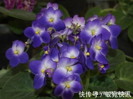 最适合厨房养的绿植,号称“吸油烟机”!空气清新健康无忧