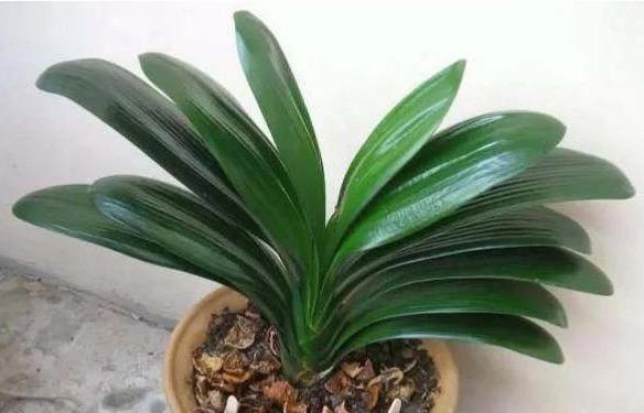新根|一个小“东西”,掌握君子兰“浇水密码”,看准了,不再烂根黄叶
