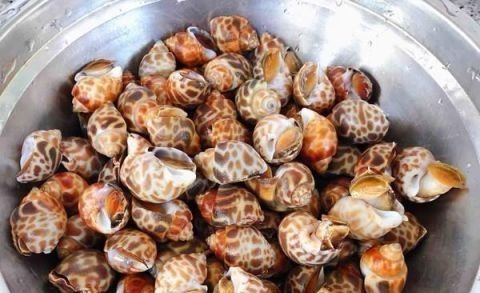 食客|这东西在美国卖出了高价,中国却要花重金清理,食客:长错了地方