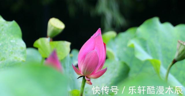 解暑菜|入伏后，饮食有讲究，推荐8道“解暑菜”，应季节而食身体棒棒哒