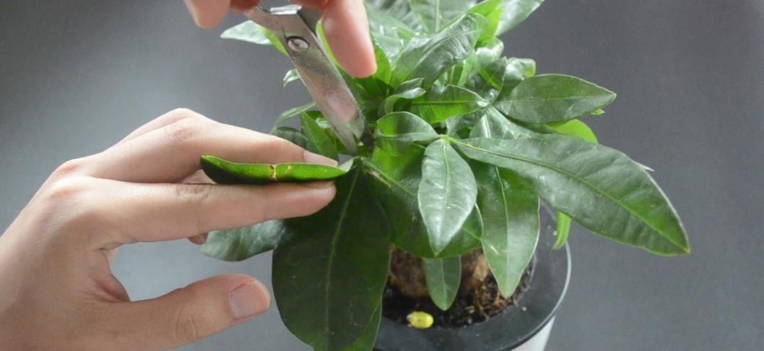 花盆里放瓣大蒜, 没想到作用这么大, 看完你会感谢我的