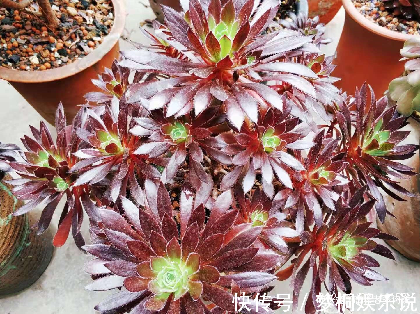 黑腐|养多肉7年,我的多肉夏天基本不会出现黑腐,来看看是怎么做到的