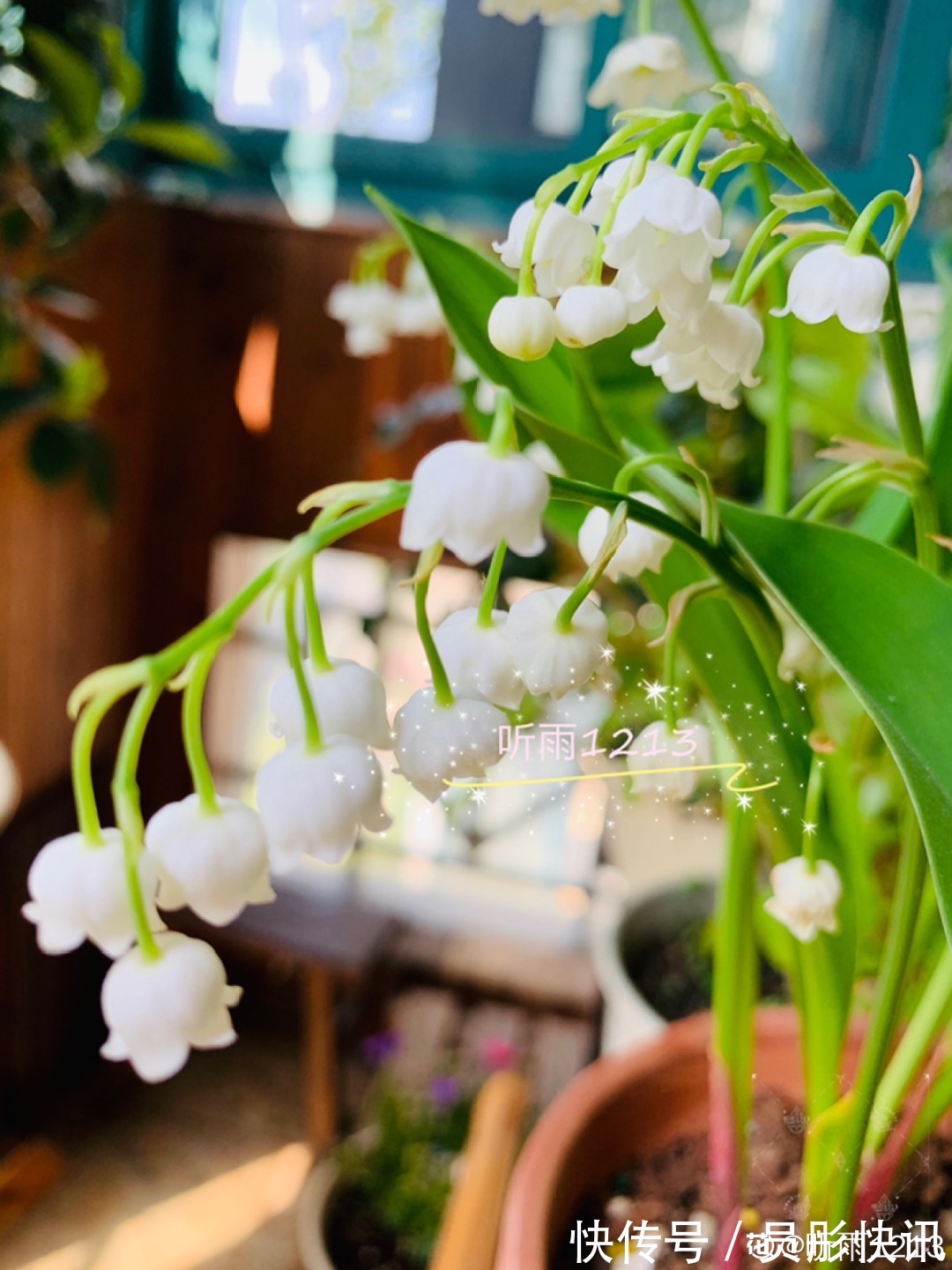 蓝蝴蝶|5种花真稀罕,叶子越晒越红彤彤,一盆能开20朵!