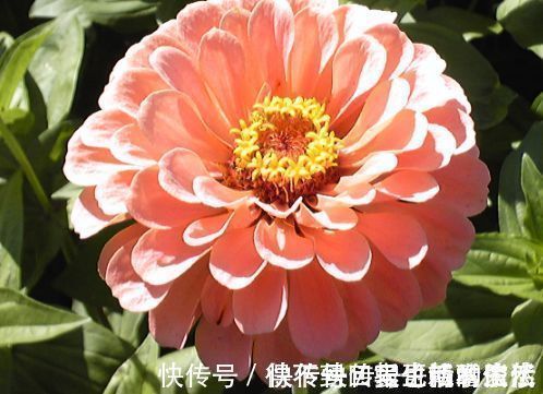 一年四季都能开花的盆栽,阳台养一盆,全年不枯萎,香气芬芳不散