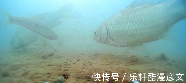 冬季鲫鱼为啥要钓钝之所以钓钝有这4个优势，能理解的都是高手
