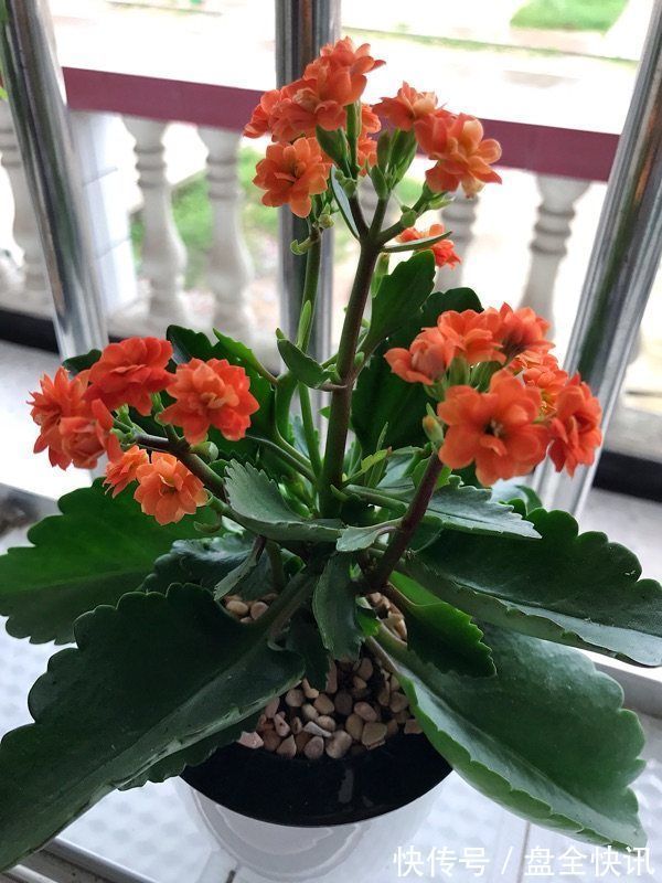 喜欢菊花，不如养盆优良名菊“南农小菊”，花开爆满枝，多彩多姿