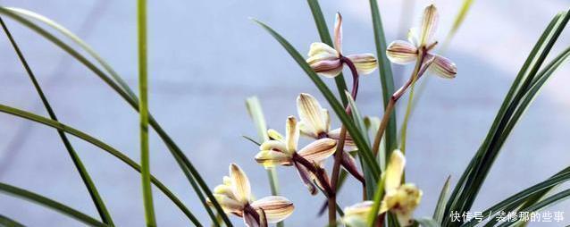 兰花|怎样在众多兰花中,一眼就能区分出莲瓣兰?