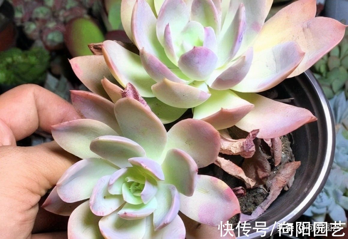 冤枉钱|你想买多肉，谁都不能阻拦你，到最后，吃亏，上当的只能是你