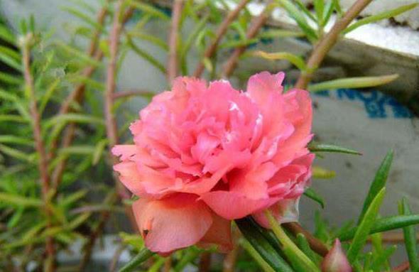 生根|此5种花,花期长又好养,扦插就生根,夏天也一个劲儿的开花