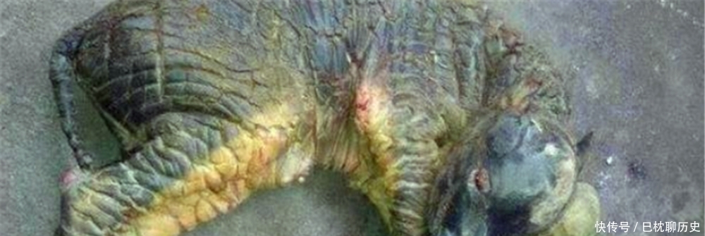 俗语|农村俗语常说“马生麒麟,雉生凤”,这话有现实意义吗?