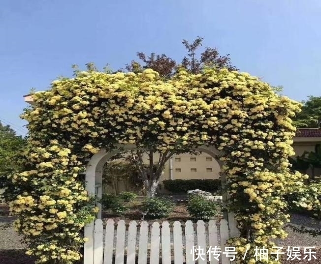 院子再小，也要养棵它，2年长一片，开花特别美，左邻右舍都说香