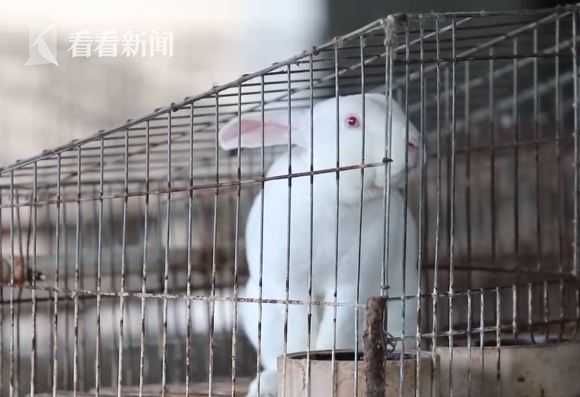 小动物|都是兔兔惹的祸！姐弟头上长脓包 头发大量掉落