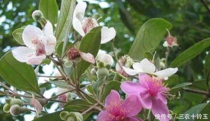 以下几种野菜，祛毒清血管，称为降血压“神器”，城里人都当宝